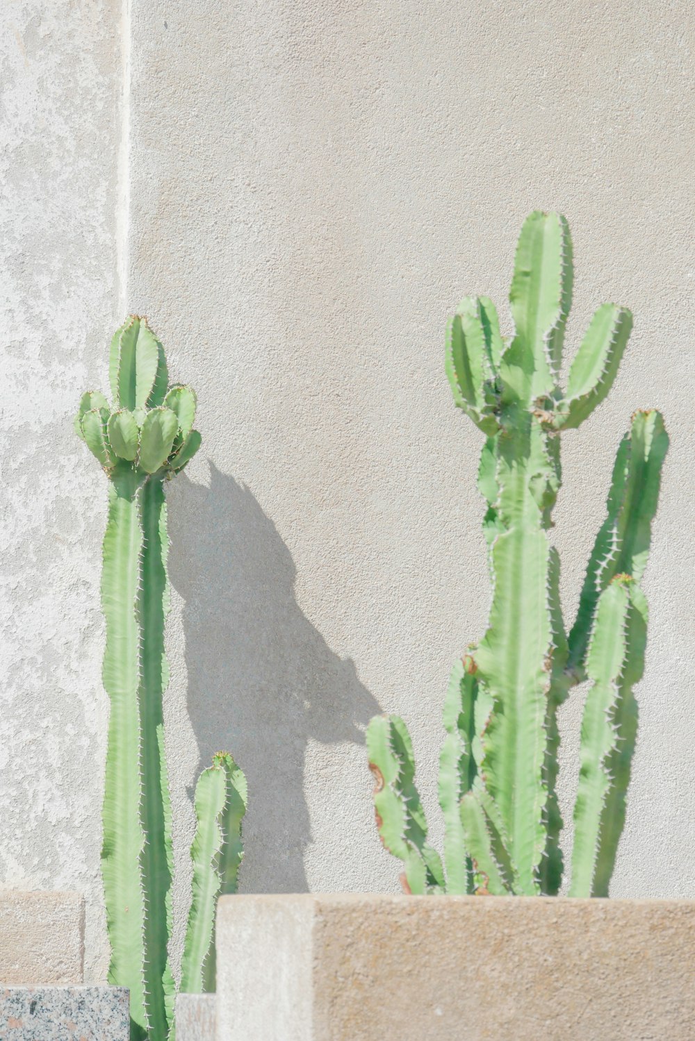 a couple of green cactus plants next to a cement wall