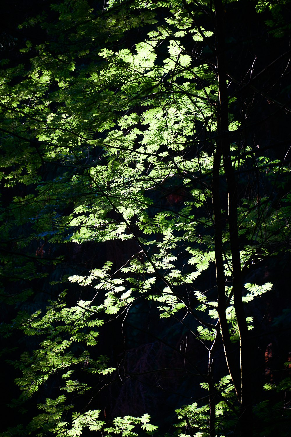숲속의 나무 사이로 햇살이 빛난다