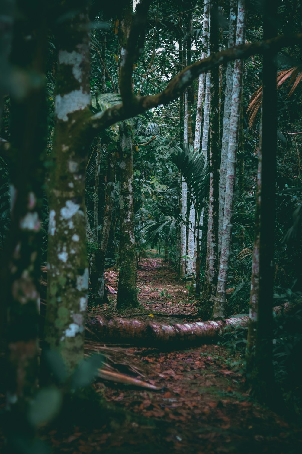 Un sentiero nel mezzo di una foresta con molti alberi