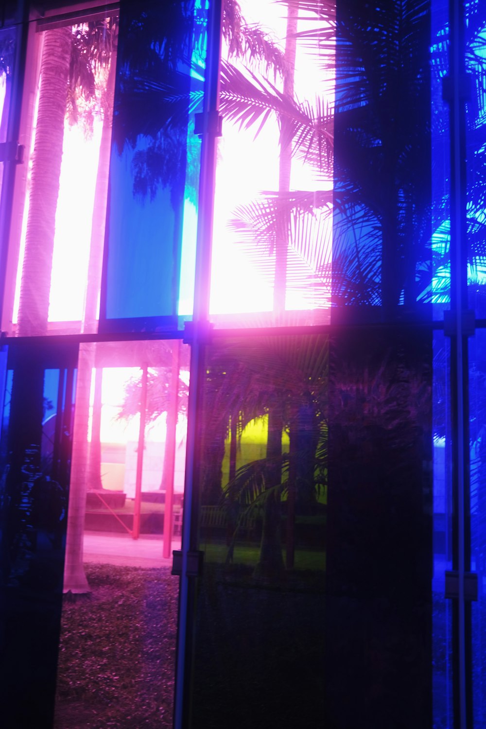 a view of a palm tree through a window