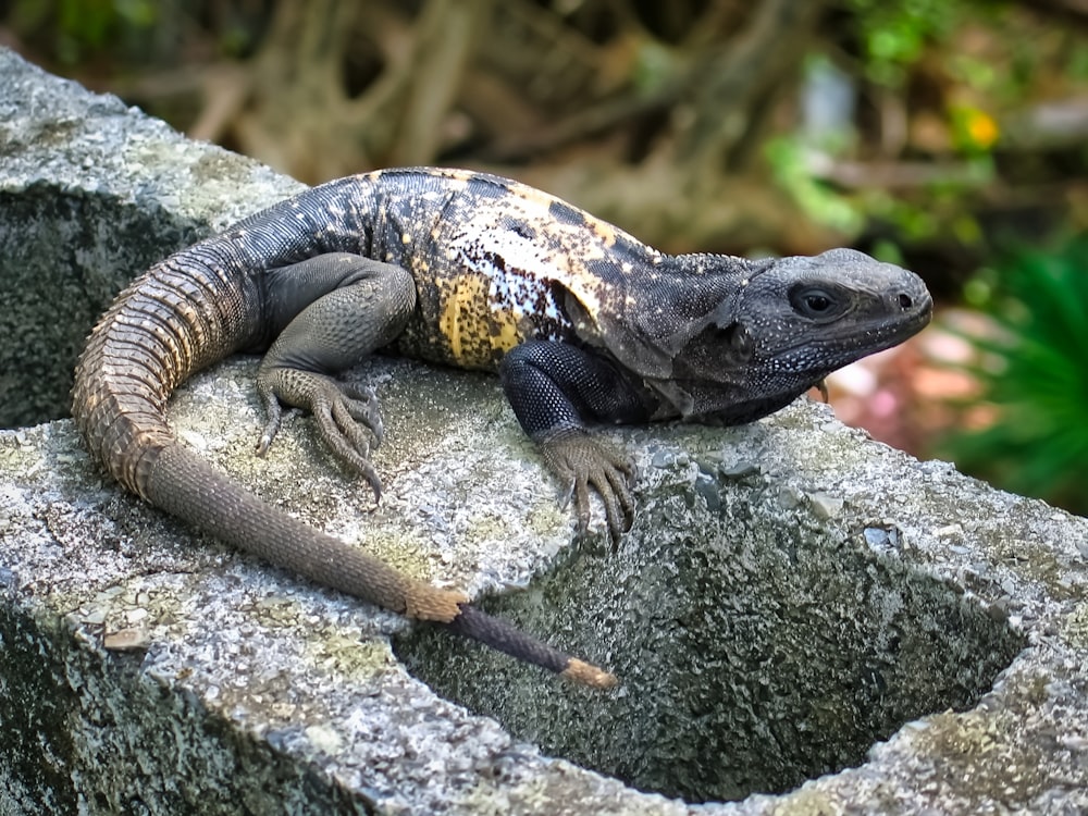 um lagarto grande sentado em cima de uma rocha