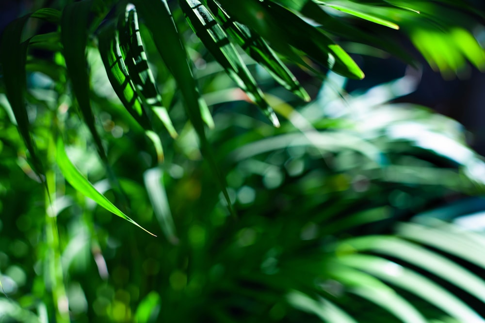 a close up of a green plant with lots of leaves