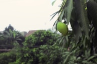 An outdoor shot of the mango shadow, inc office building with lush greenery surrounding it.