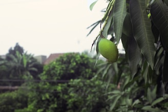A vibrant mango tree with digital icons hanging like fruit, symbolizing growth and technology.