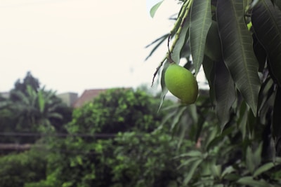 A vibrant mango tree with digital icons hanging like fruit, symbolizing growth and technology.