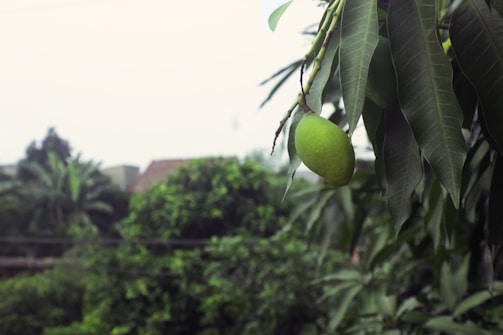 A green mango hanging from a tree branch surrounded by lush green leaves. The background features a mix of trees and buildings under a cloudy sky, creating a serene and natural setting.