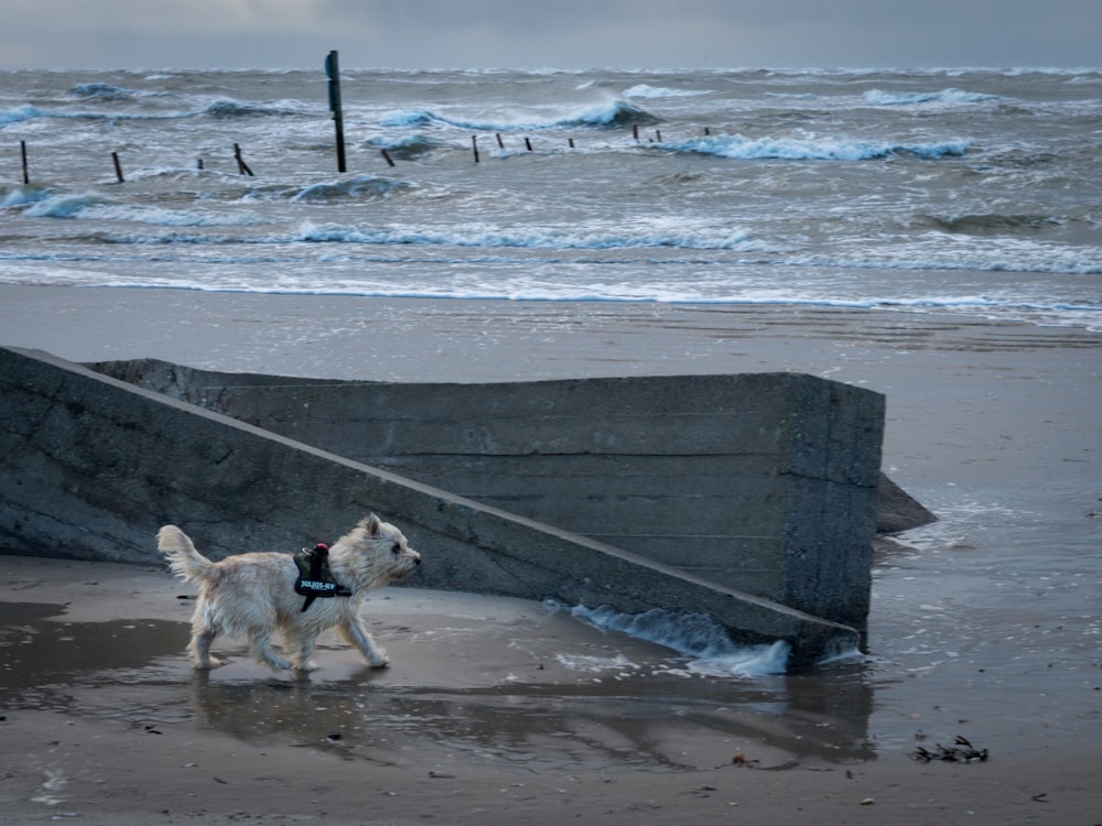 a white dog walking on a beach next to the ocean