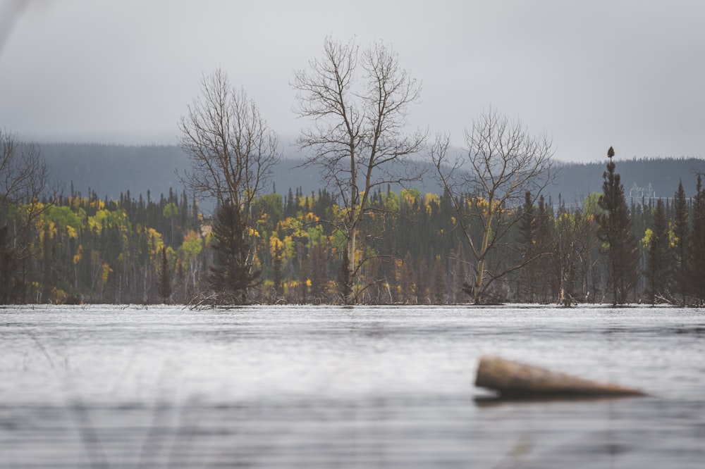 a large body of water surrounded by trees