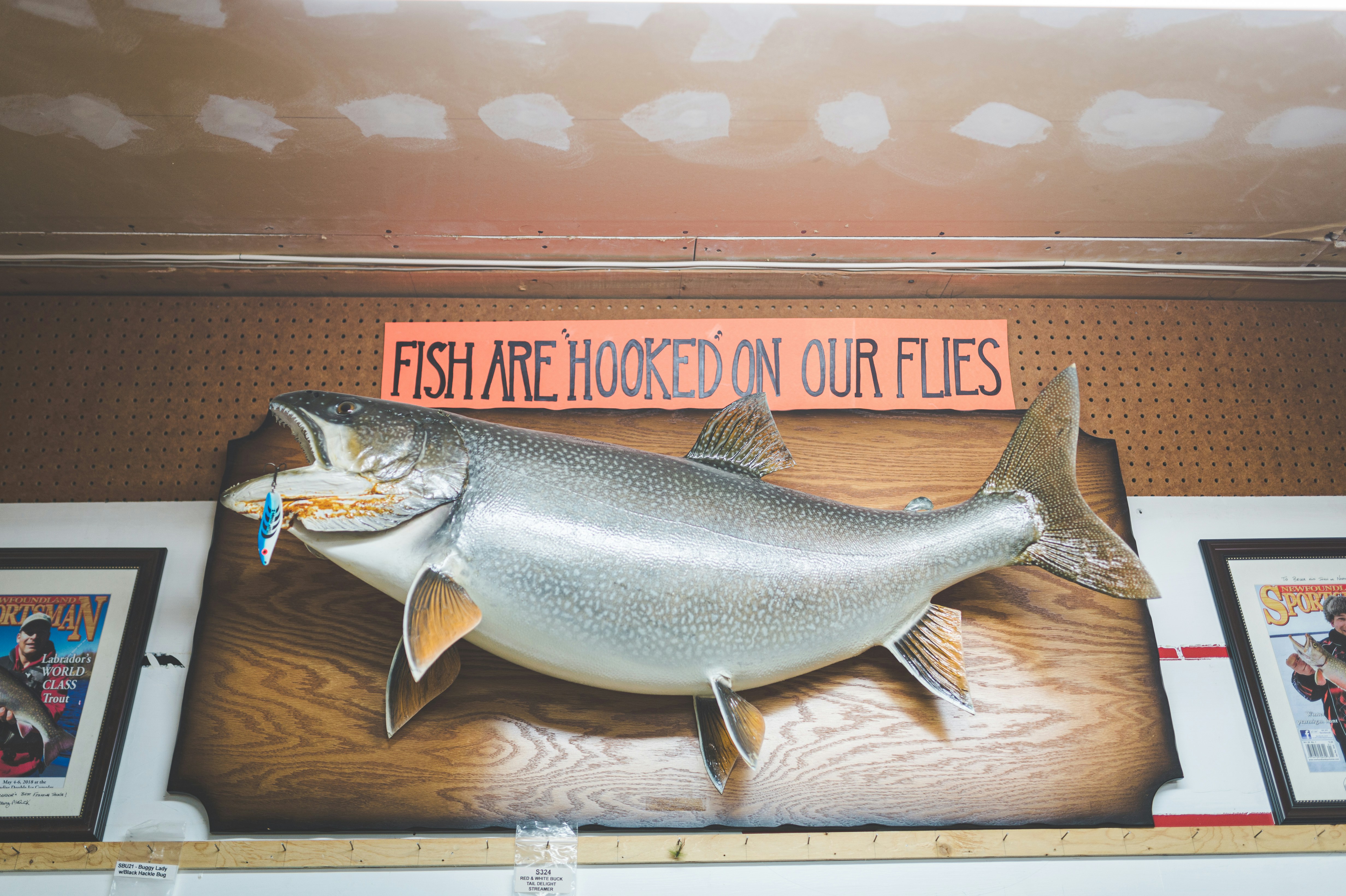 a fish mounted on a wall with a sign above it