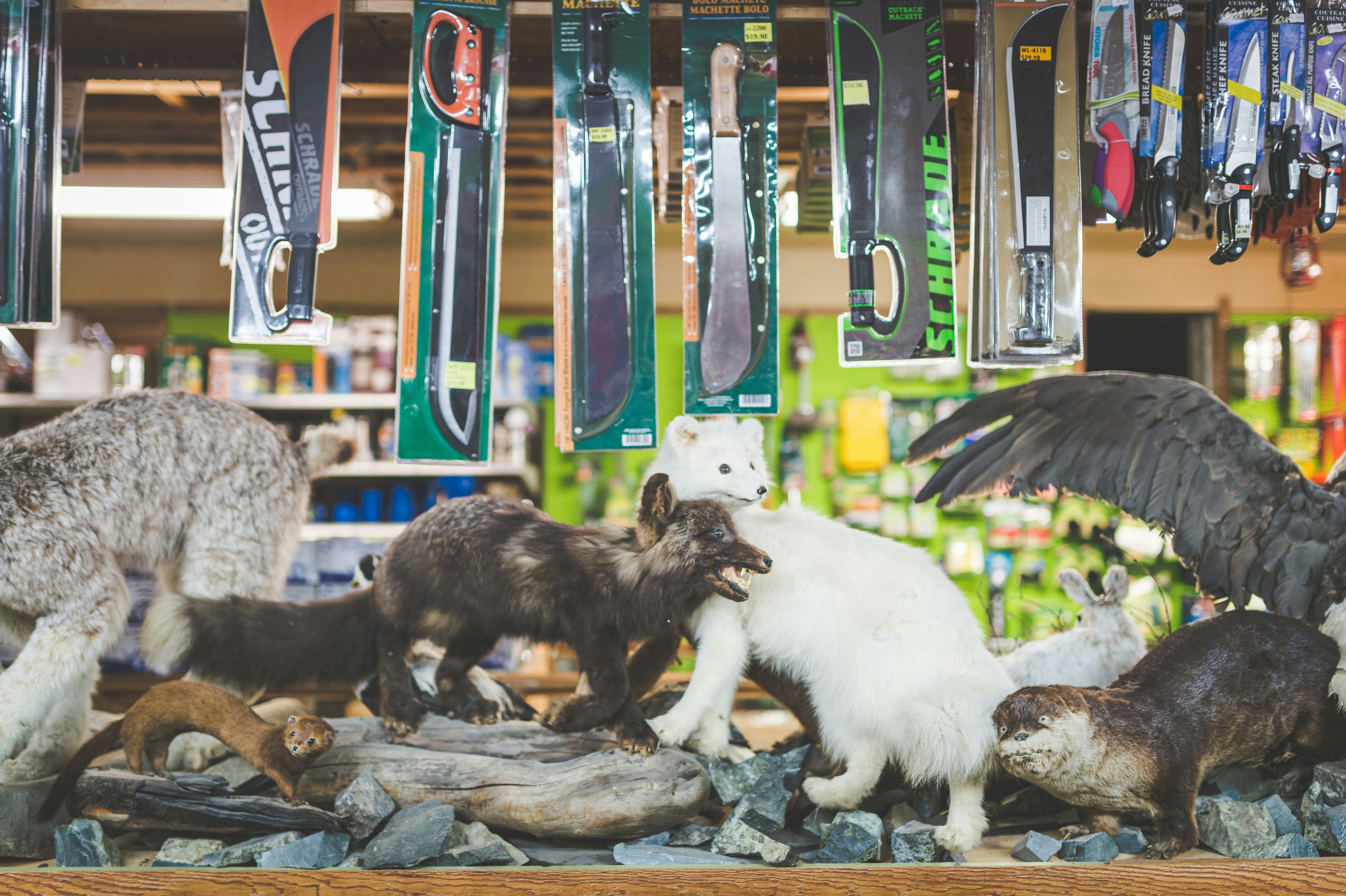 Chicago pet supply store - pet friendly housing in chicago