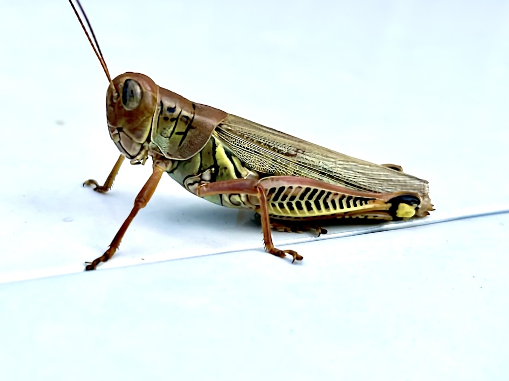 a close up of a grasshopper on a white surface