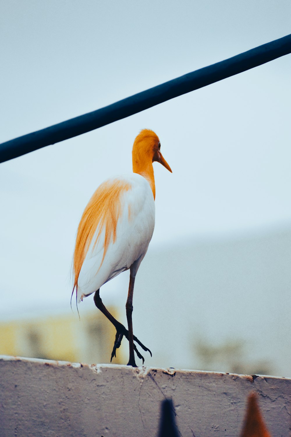 a white and orange bird standing on a ledge
