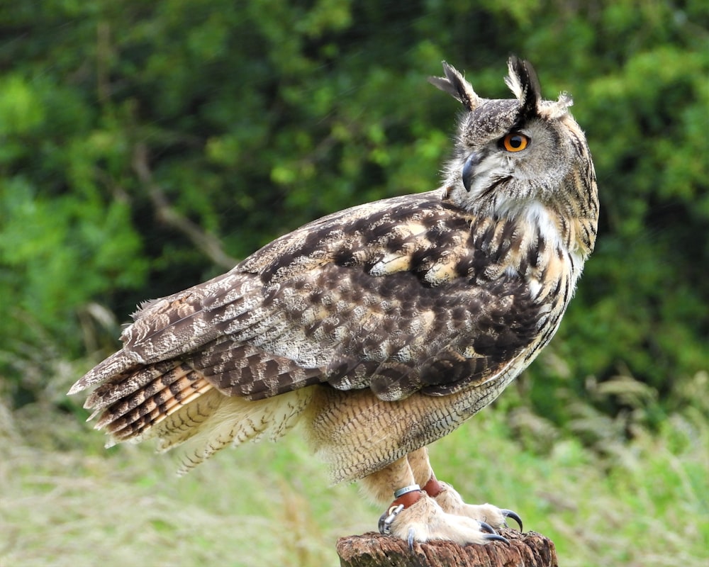 an owl sitting on top of a tree stump