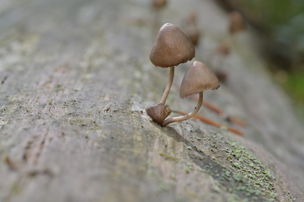 나무 껍질에서 자라는 두 버섯