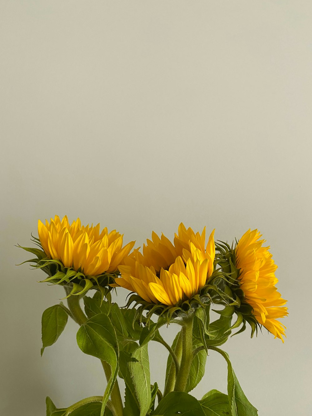 three yellow sunflowers in a vase on a table