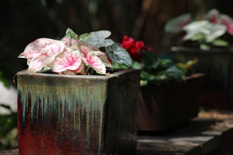 a group of potted plants sitting on top of a wooden table