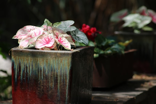a group of potted plants sitting on top of a wooden table