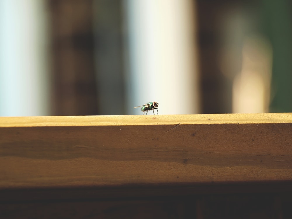 a small insect sitting on top of a wooden table