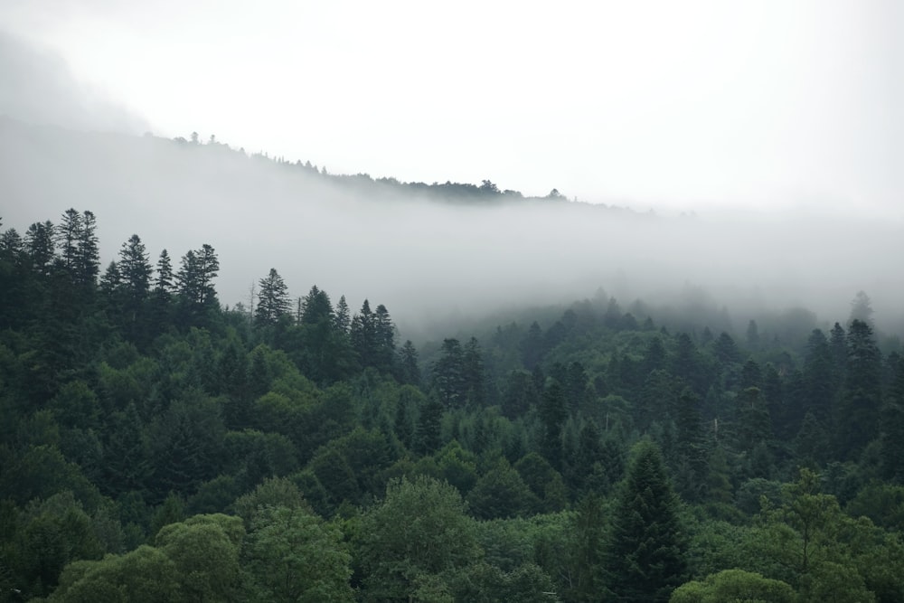 a forest covered in fog and low lying clouds