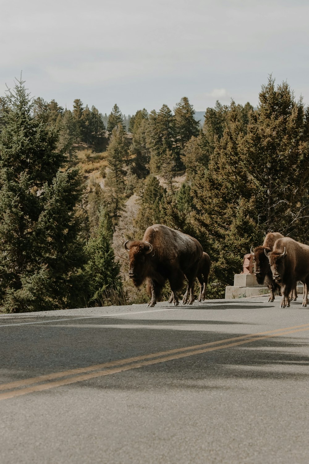three bison crossing a road in front of a forest
