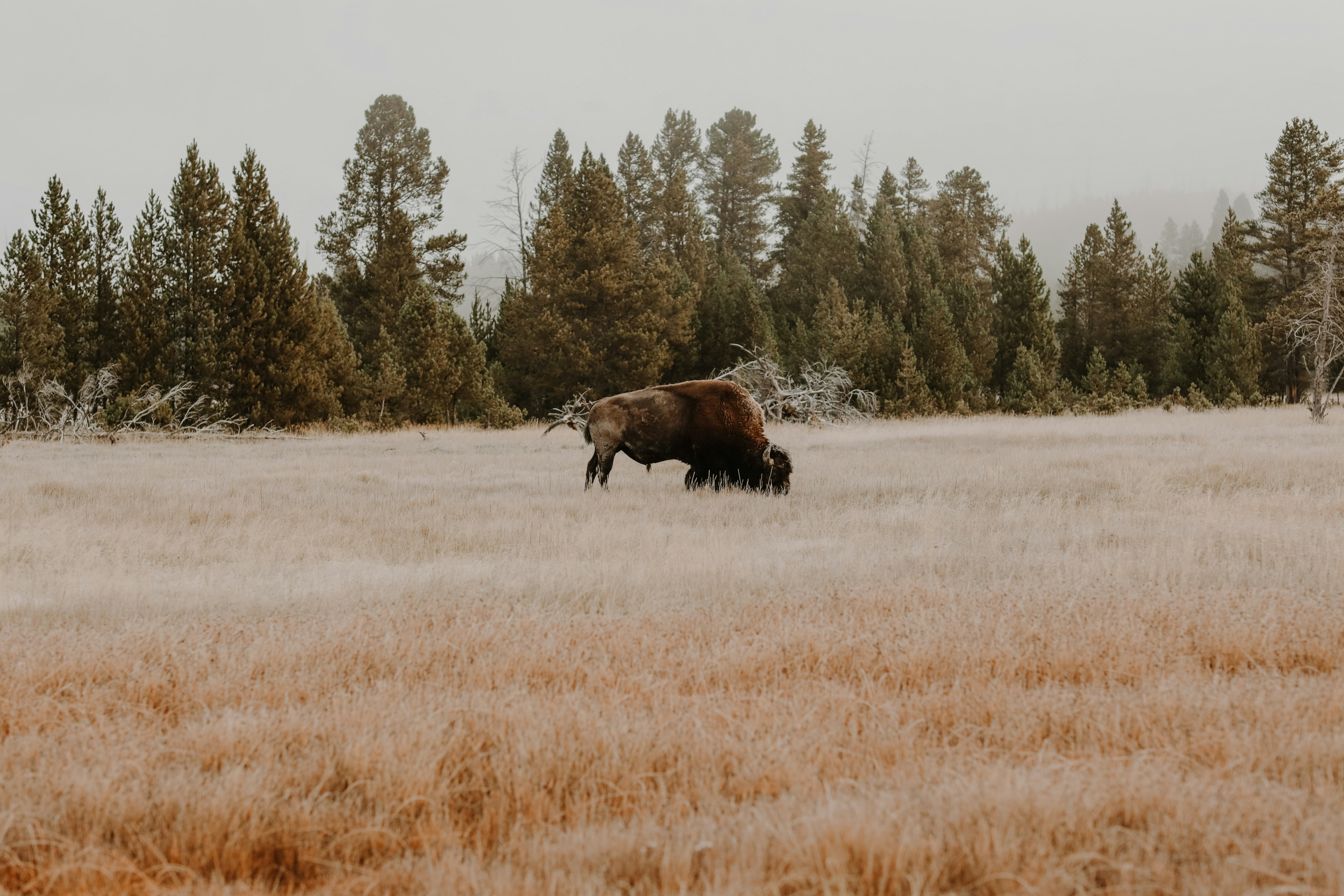 Photo by williamking_