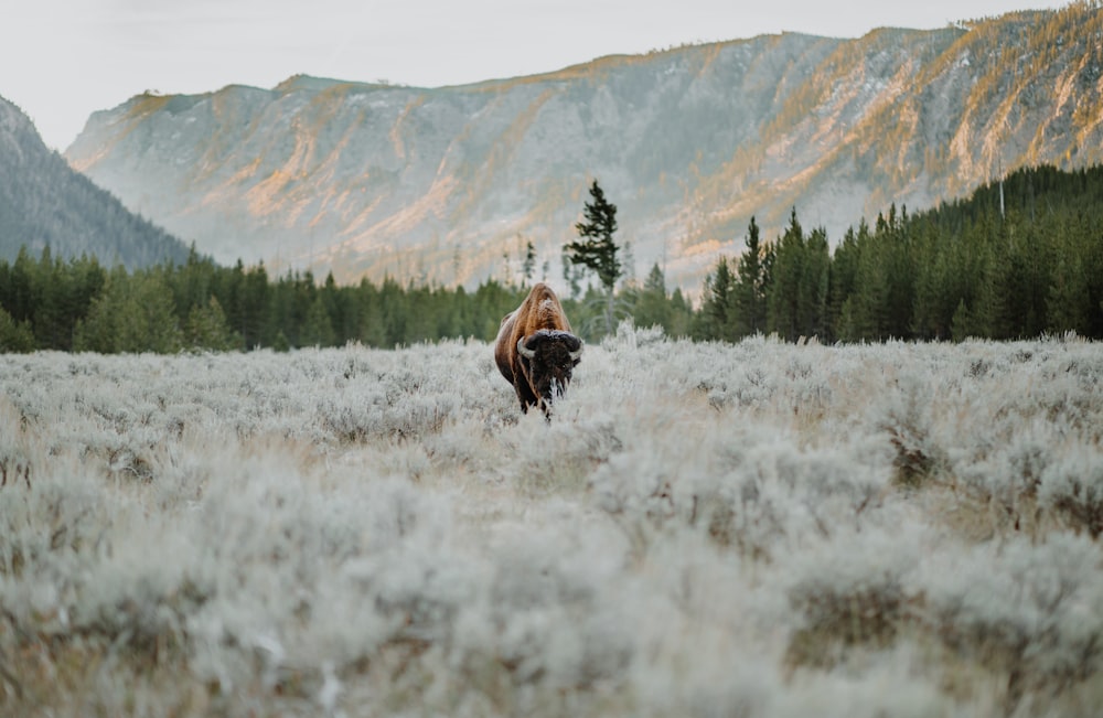 a bison in a field with mountains in the background