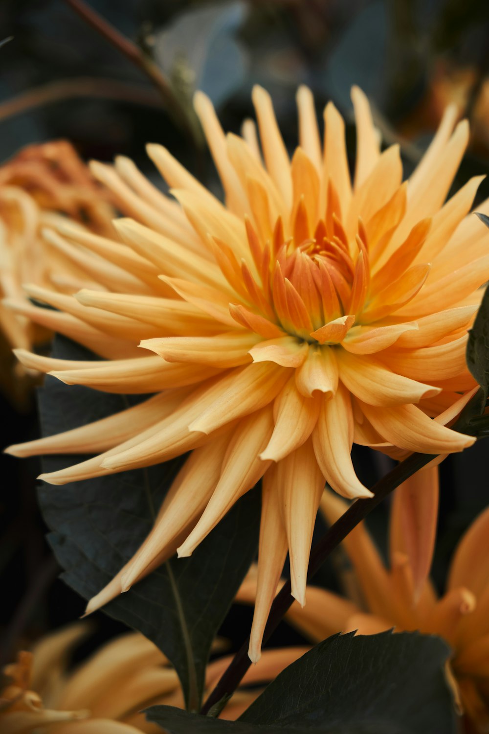 un primer plano de una flor amarilla con hojas