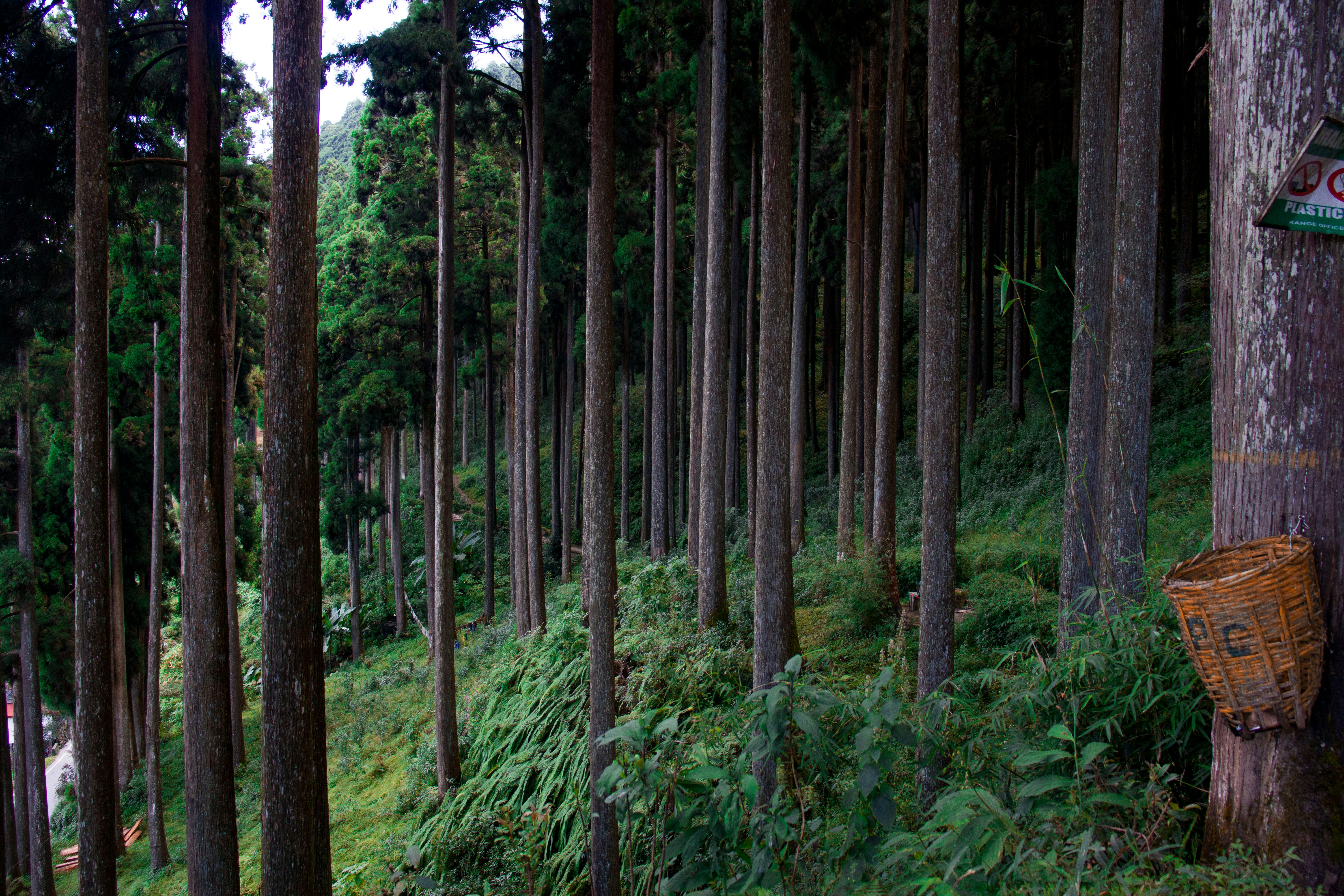 Photo by lazyartistgallery