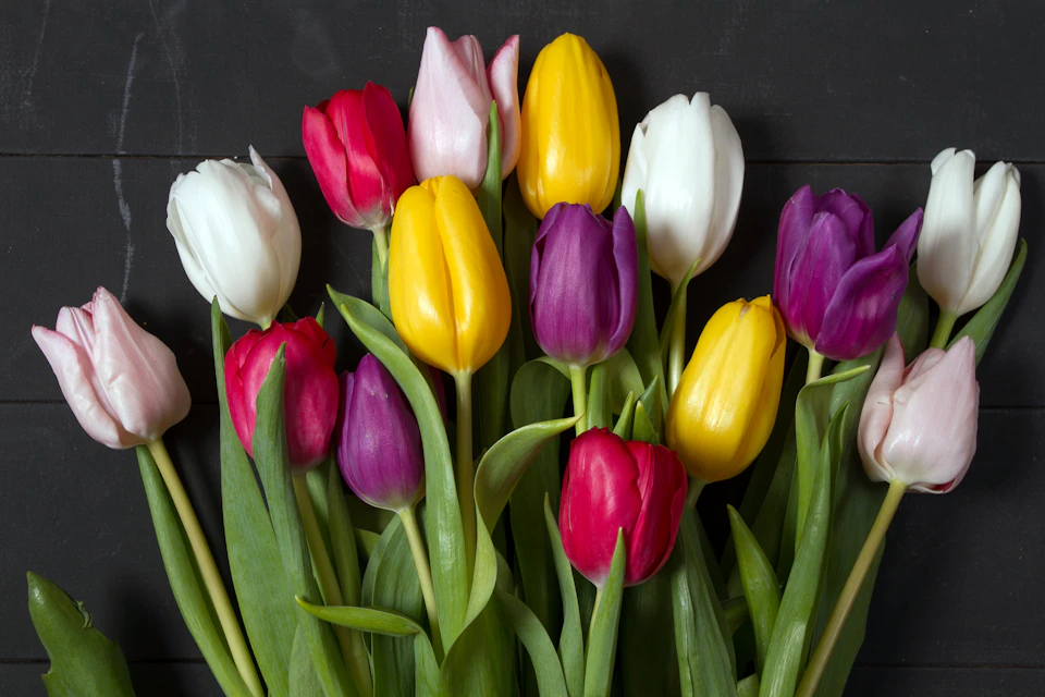 Twelve tulips in varying colors and sizes on a black background create visually appealing arrangement