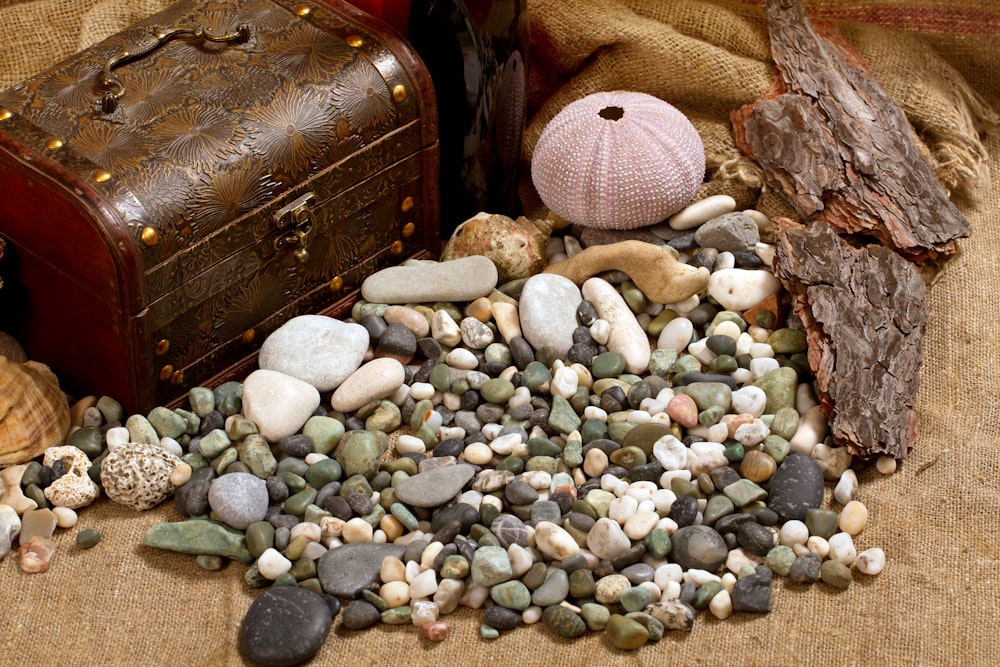 a pile of rocks and shells next to a trunk