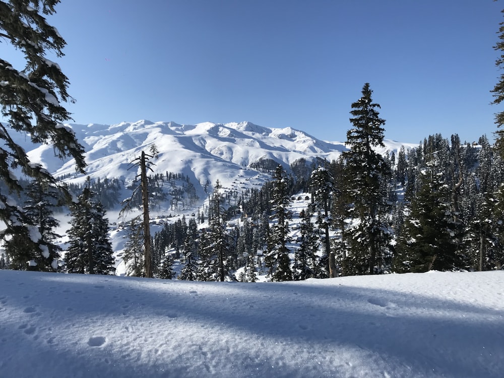 a view of a snowy mountain with trees in the foreground