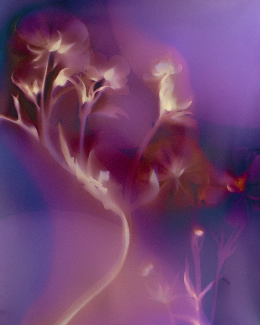 a blurry image of flowers in a vase