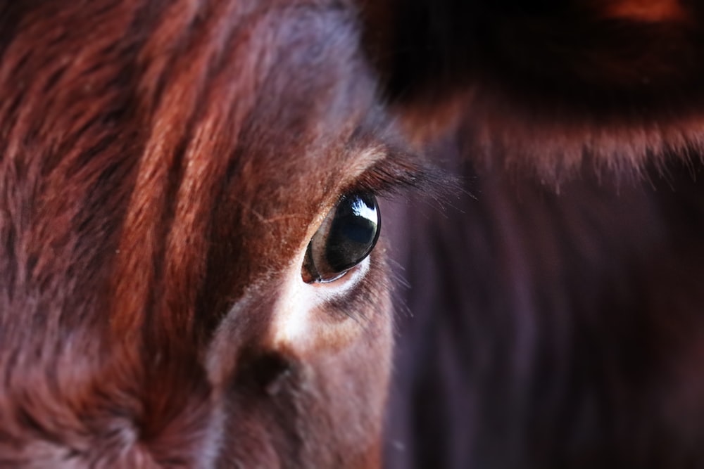 a close up of a brown horse's eye