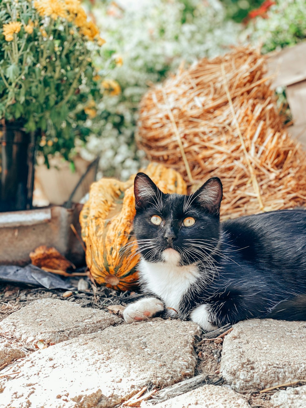 a black and white cat laying on the ground