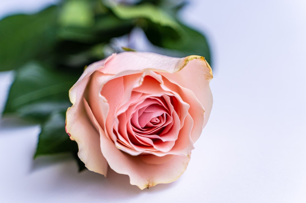 a single pink rose with green leaves on a white background