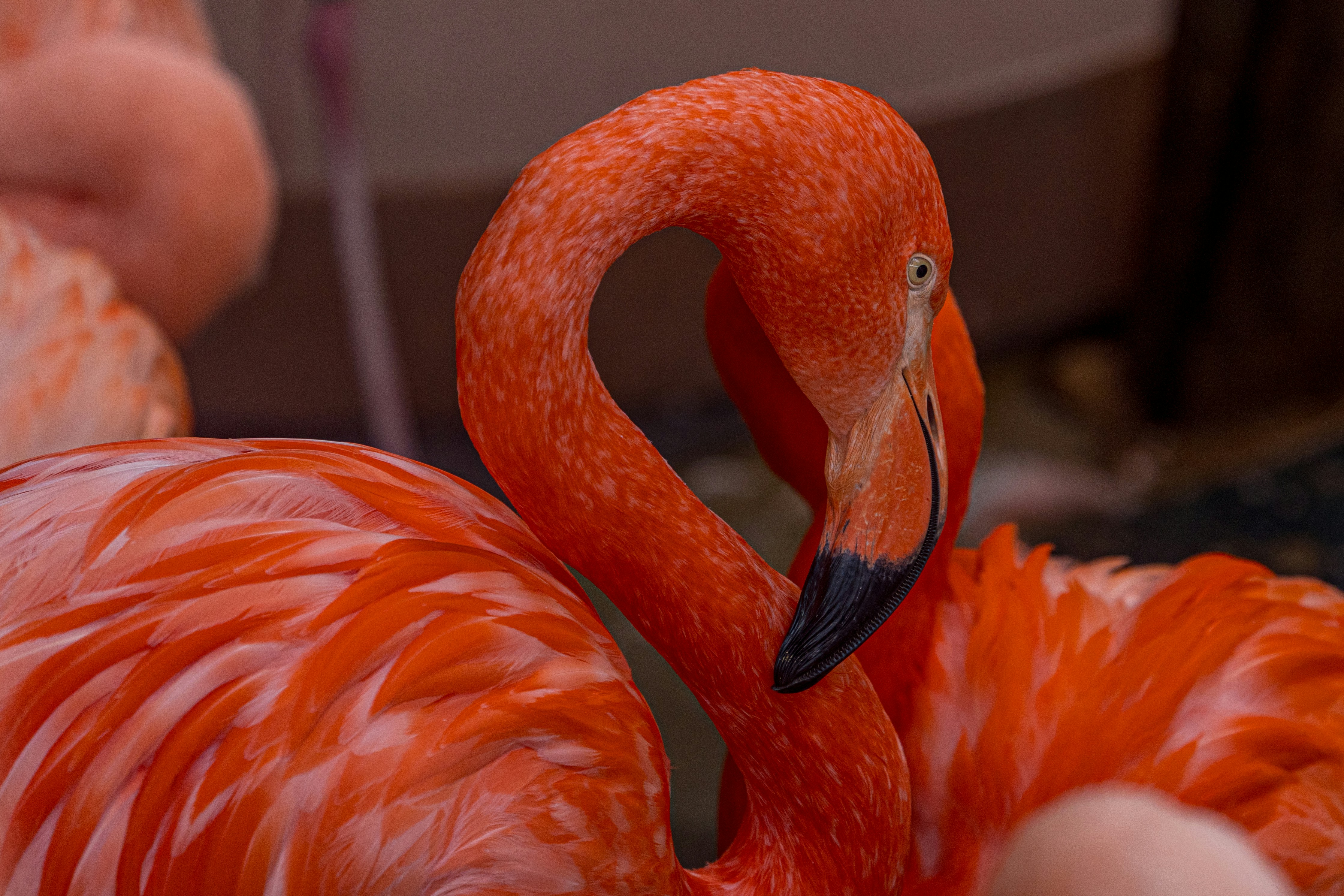 a close up of a pink flamingo