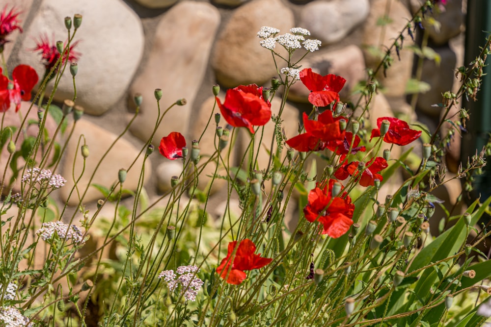 red and white flowers in front of a rock wall