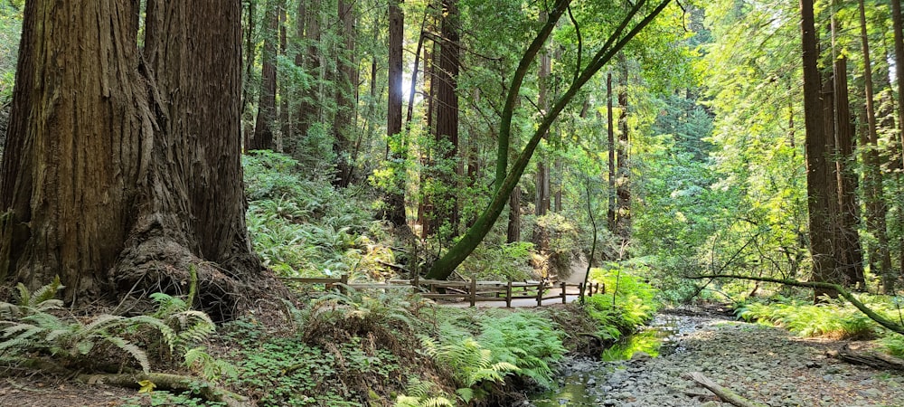 a stream running through a lush green forest