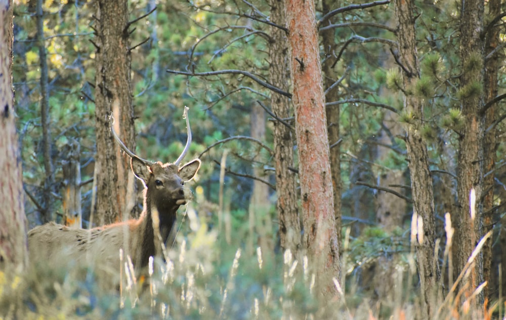 Un cervo in piedi nel mezzo di una foresta