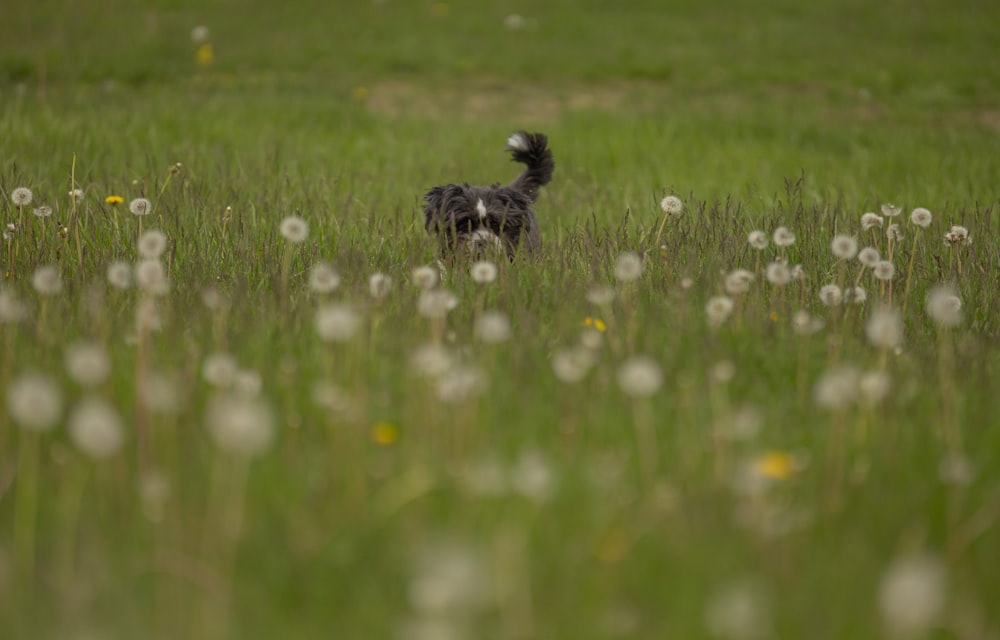 a black and white dog in a field of grass