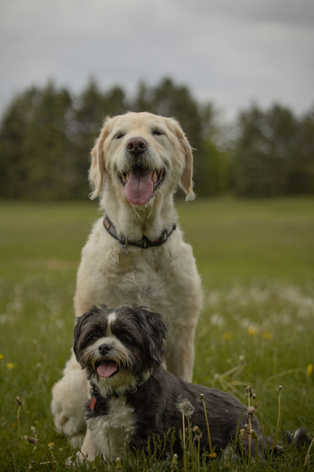 a couple of dogs that are sitting in the grass