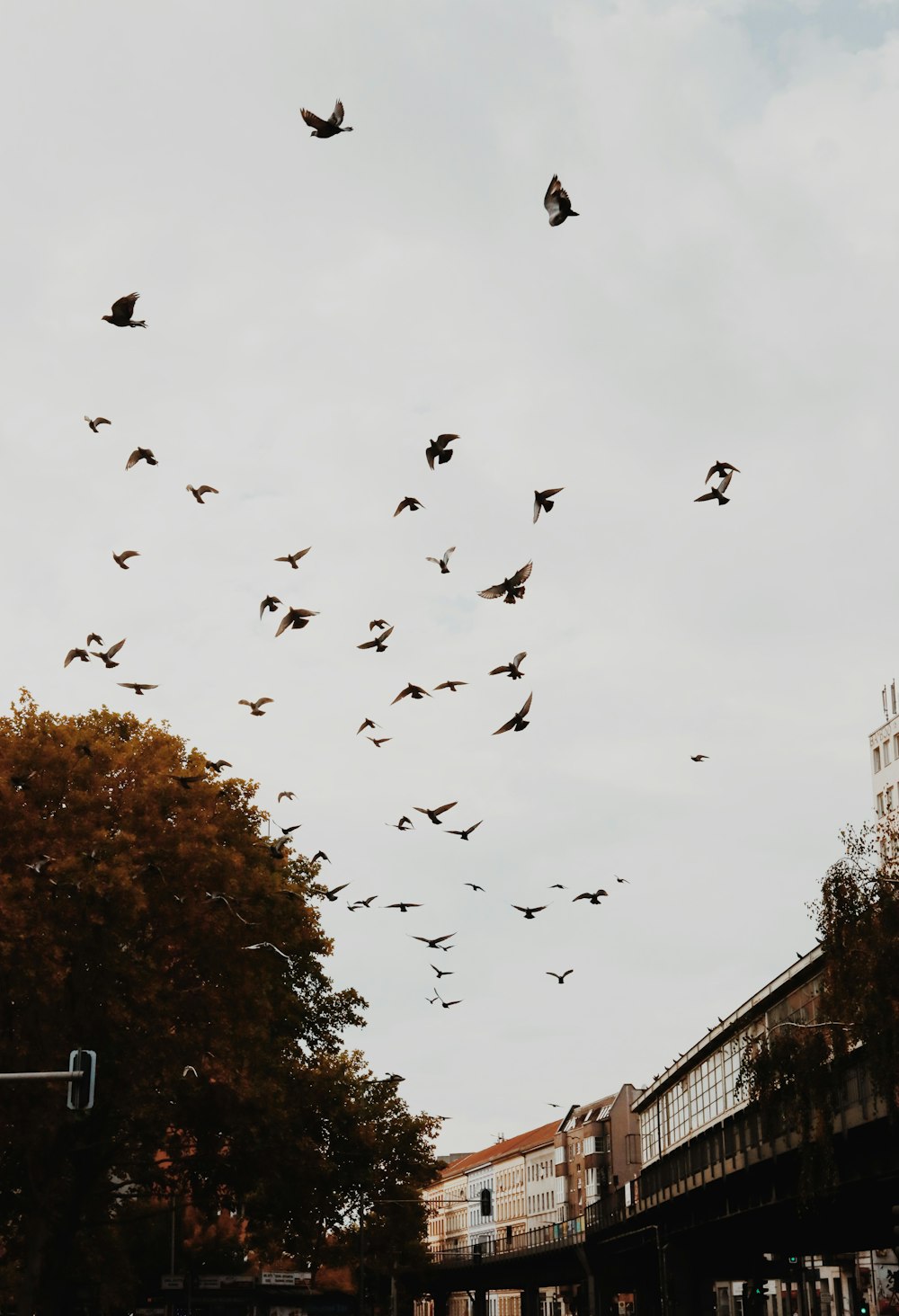 a flock of birds flying over a street