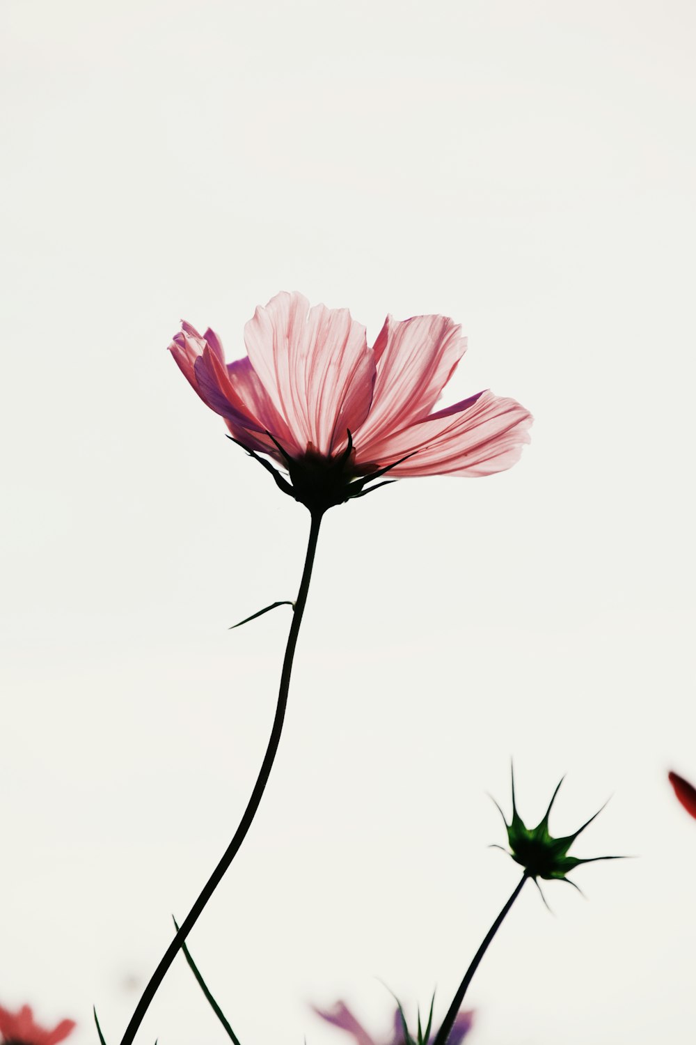 a single pink flower sitting in the middle of a field