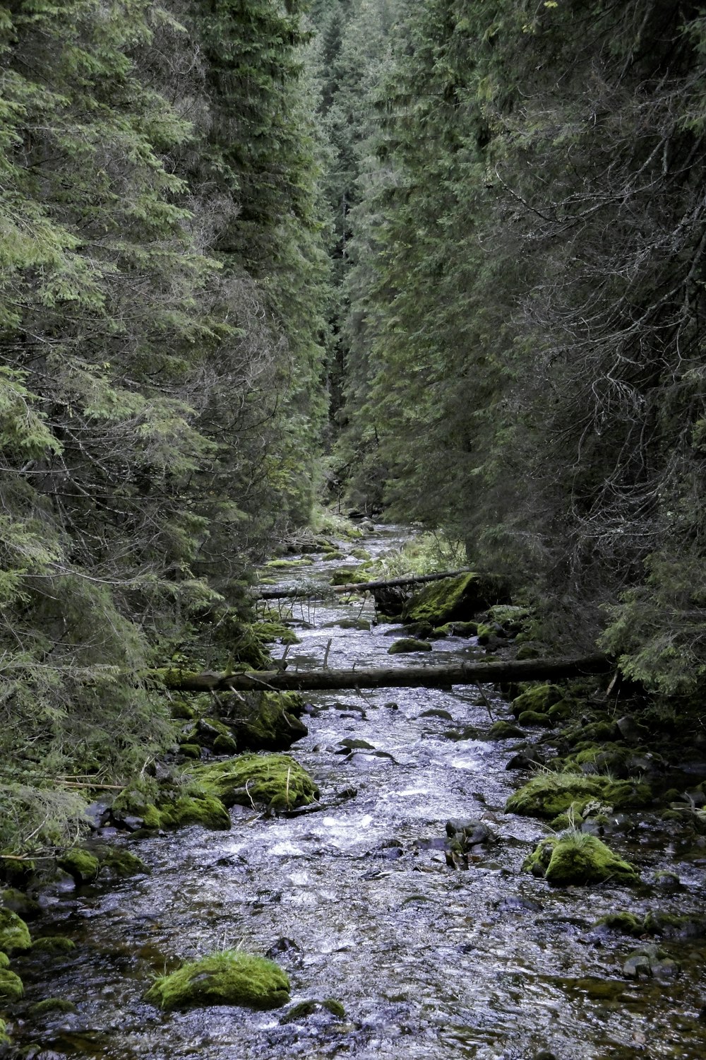 a stream running through a lush green forest