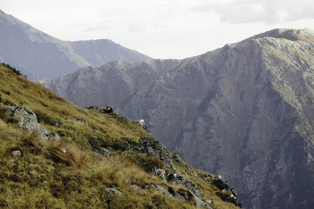 a mountain with a few animals on it