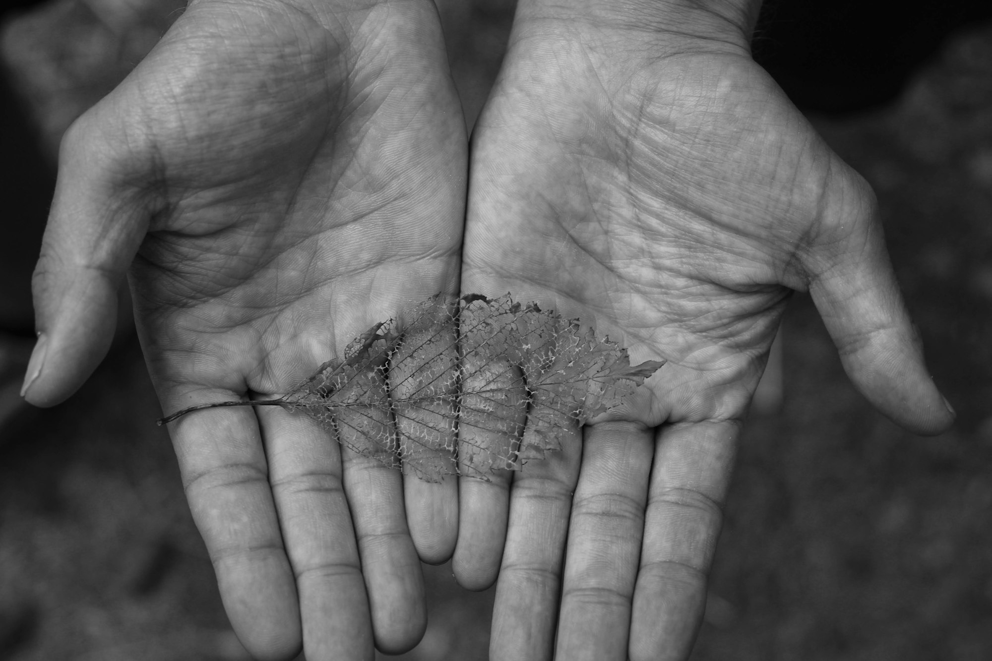 a black and white photo of two hands holding a dandelion