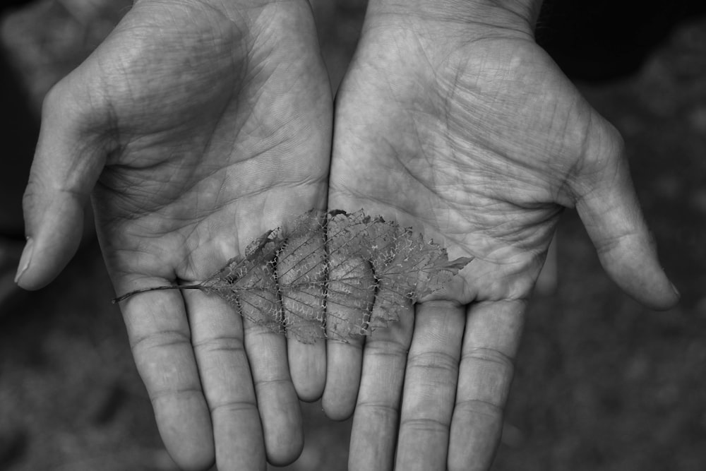 a black and white photo of two hands holding a dandelion