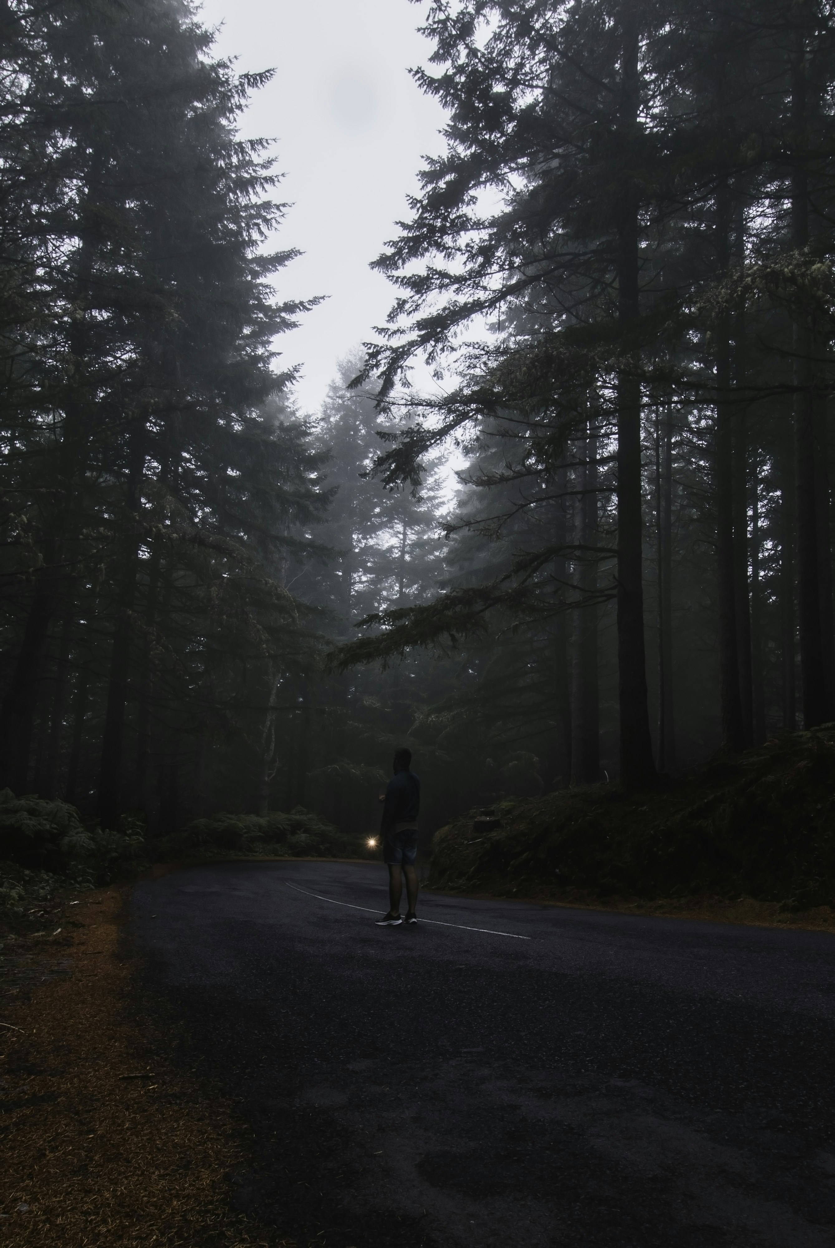 The forest