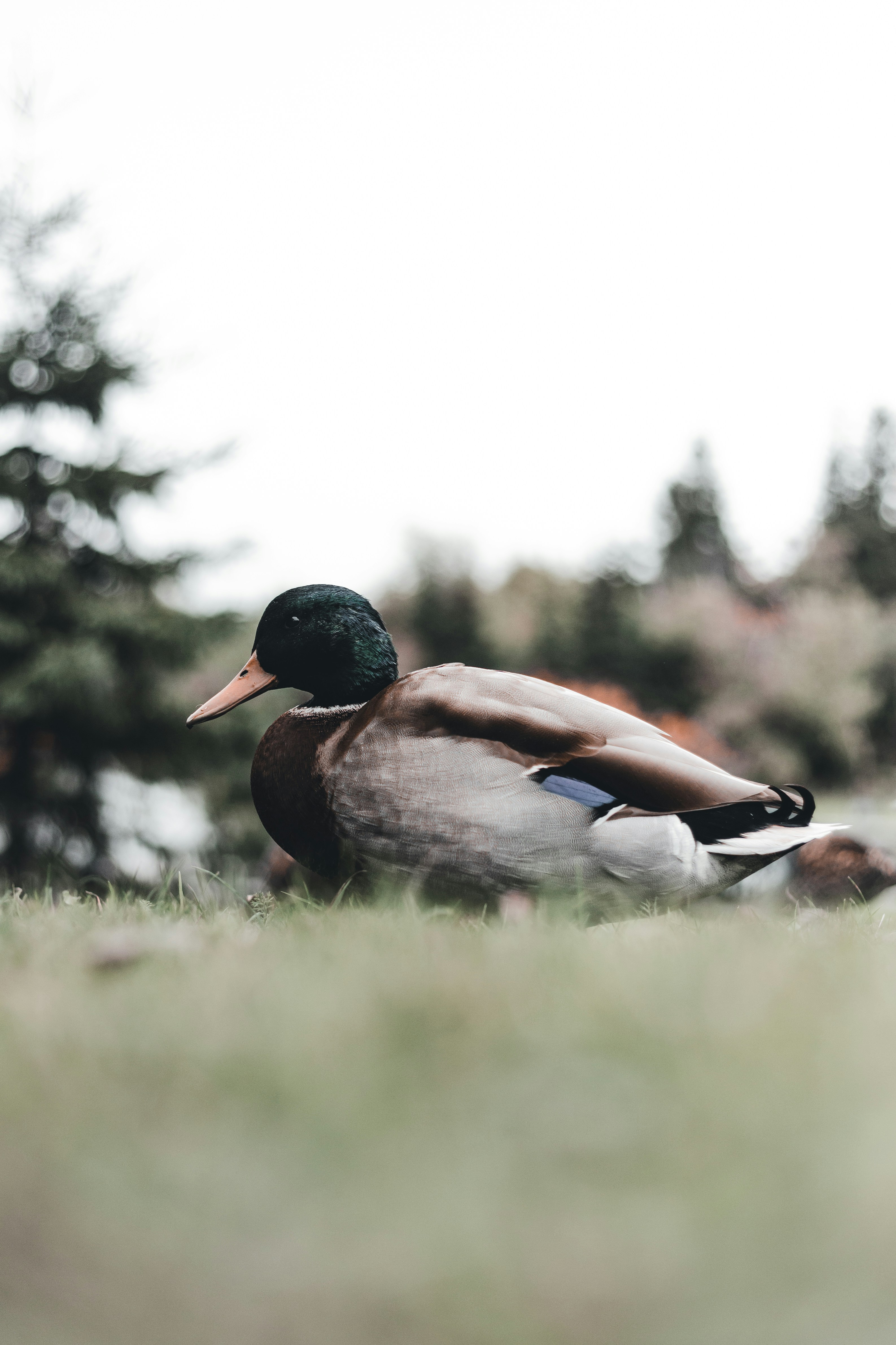 A duck is sitting in the grass near some trees photo – Free White Image ...
