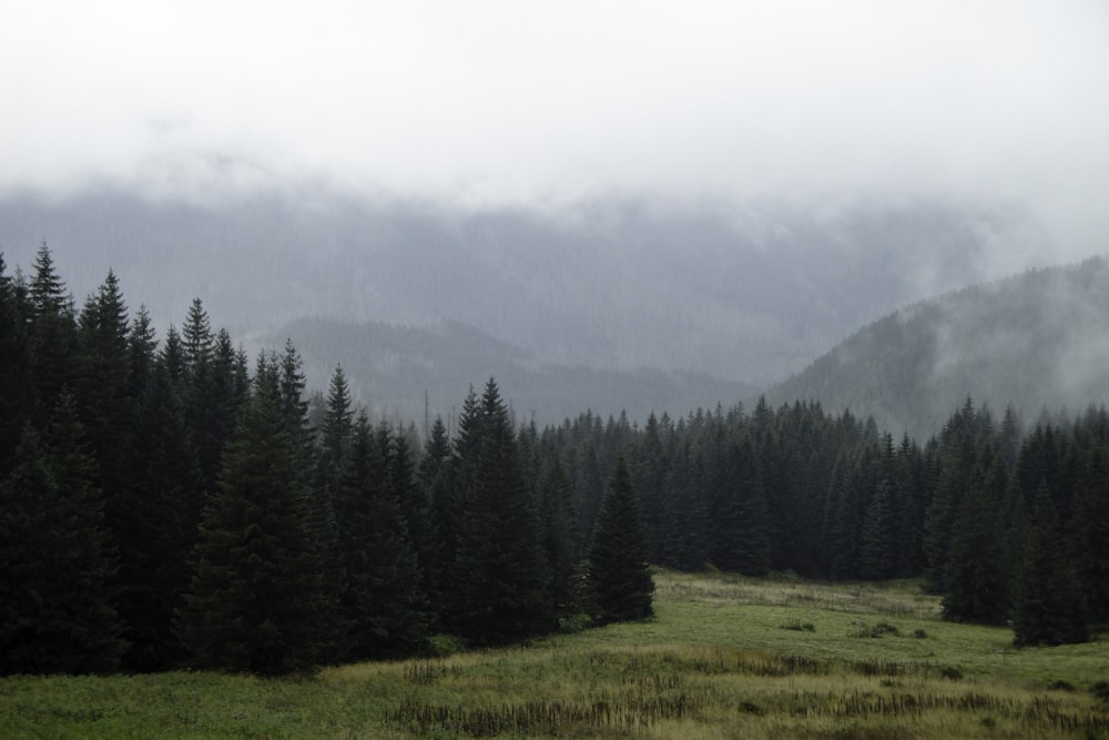 a grassy field with trees and mountains in the background